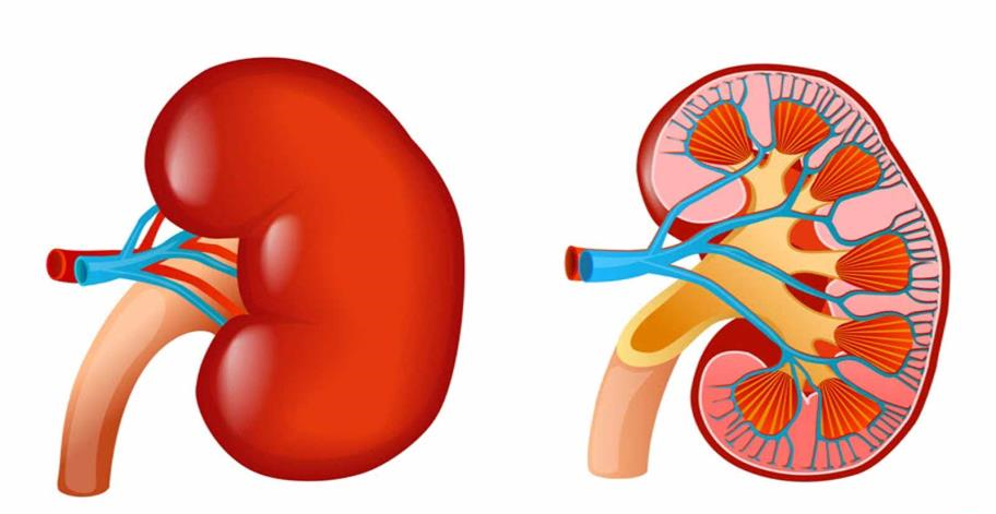 درمان بیماری های کلیوی، کلیه